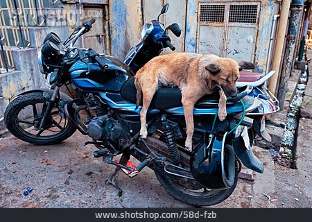 
                Schlafen, Hund, Indien                   
