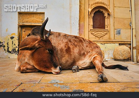 
                Kuh, Heilig, Indien                   