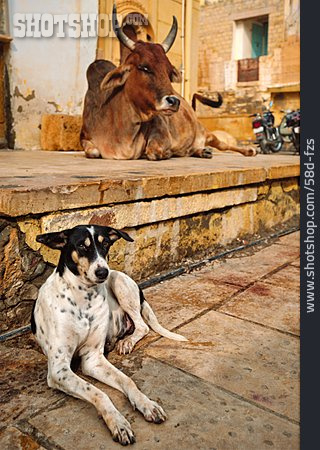 
                Kuh, Hund, Jaisalmer                   