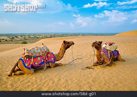 
                Kamele, Gesattelt, Wüste Thar                   
