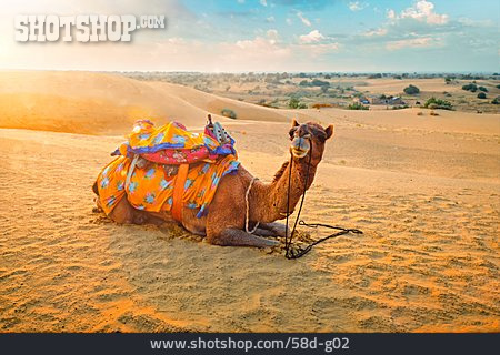 
                Kamel, Gesattelt, Wüste Thar                   