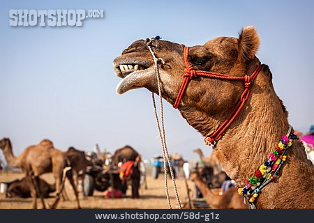 
                Gebiss, Kamel, Pushkar Camel Fair, Viehmesse                   