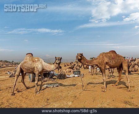 
                Kamele, Pushkar Camel Fair                   