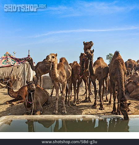 
                Kamele, Wassertränke                   