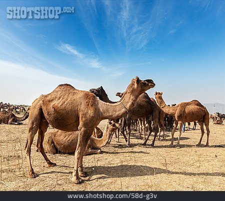 
                Kamele                   