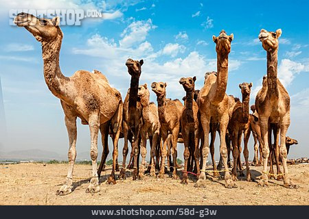 
                Pushkar Camel Fair, Viehmesse                   