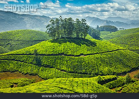 
                Landwirtschaft, Nutzpflanze, Teeplantage                   