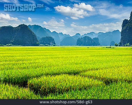 
                Landwirtschaft, Nutzpflanze, Reisfeld                   