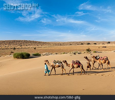 
                Kamele, Indien, Beduine, Thar                   