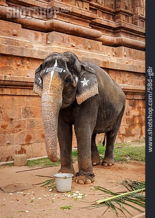 
                Elefant, Hinduismus, Heiliges Tier                   