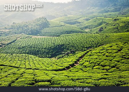 
                Teeplantage, Munnar                   