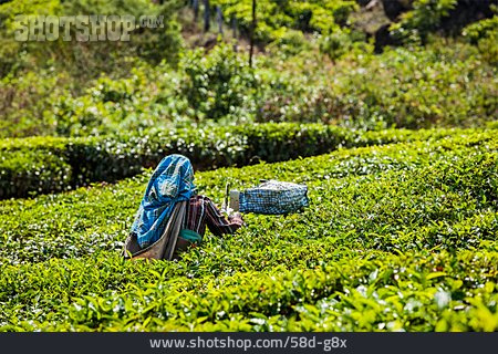 
                Pflücken, Teeplantage, Inderin                   