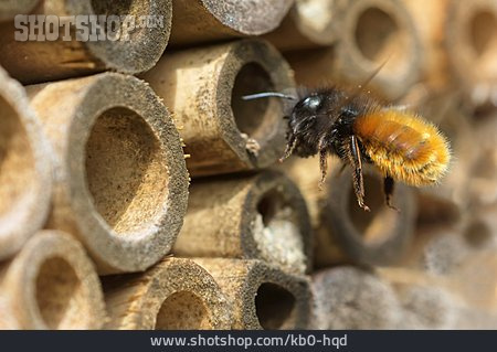 
                Gehörnte Mauerbiene                   