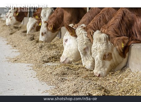 
                Viehbestand, Fütterung, Tierfutter, Kuhstall                   