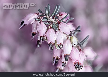 
                Erica × Darleyensis                   