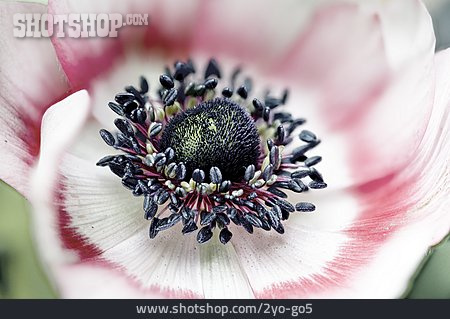 
                Kronen-anemone                   