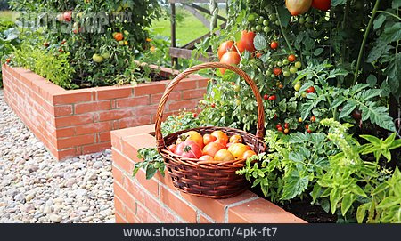 
                Tomate, Ernte, Gemüsegarten                   