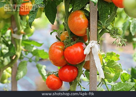 
                Tomate, Tomatenpflanze                   