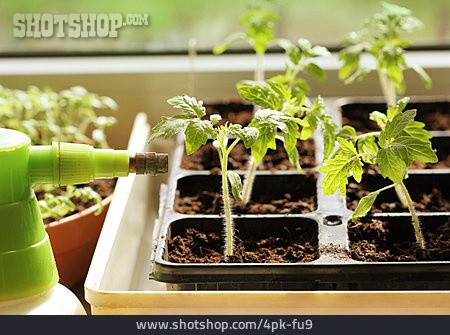 
                Tomato Plant, Young Plant, Cultivation                   