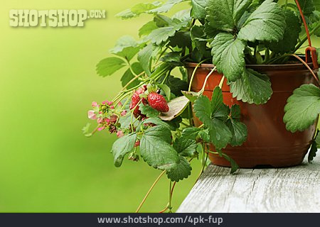 
                Erdbeere, Erdbeerpflanze                   