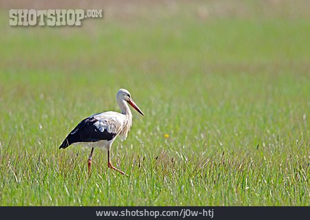 
                Meadow, Stork, White Stork                   