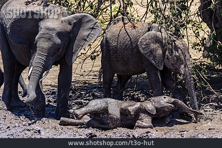
                Elefant, Schlammbad                   