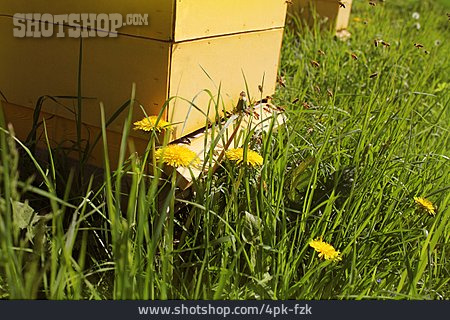 
                Bienenstock, Honigbienen, Bienenflug                   