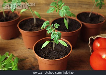 
                Tomatenpflanze, Jungpflanze, Anzucht                   