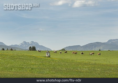 
                Oberbayern, Kuhweide                   