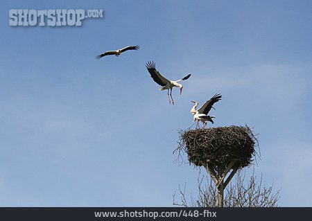 
                Stork, Stork Nest                   