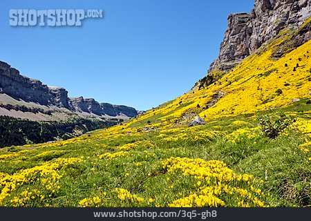 
                Pyrenäen, Stechginster, Monte Perdido                   