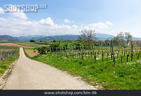 
                Landwirtschaft, Weinberg, Panoramaweg, Breisgau                   