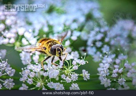 
                Honigbiene, Bestäubung                   