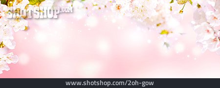 
                Hintergrund, Frühling, Baumblüte                   