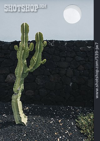 
                Kaktus, Steinmauer                   