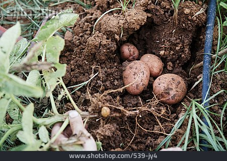 
                Kartoffel, Kartoffelanbau, Ausgraben                   