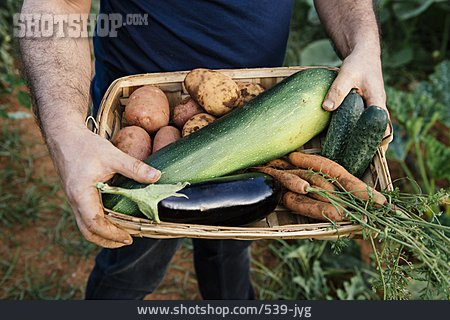 
                Biogemüse, Gemüseanbau, Selbstversorger, Gemüsekiste                   