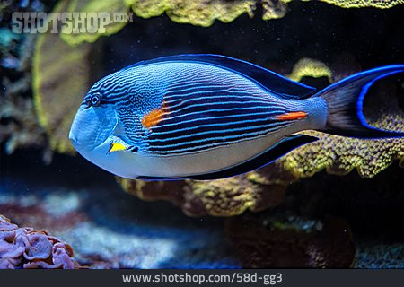
                Regal Tang, Copperband Butterflyfish                   