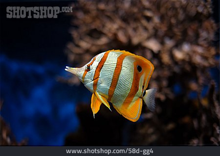 
                Kupferstreifen-pinzettfisch                   
