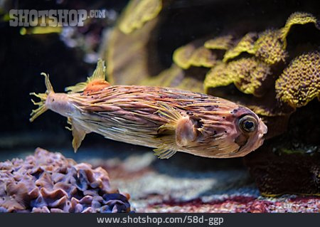 
                Braunflecken-igelfisch                   