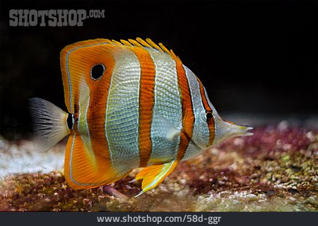 
                Copperband Butterflyfish                   