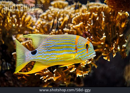 
                Fähnchen-falterfisch                   