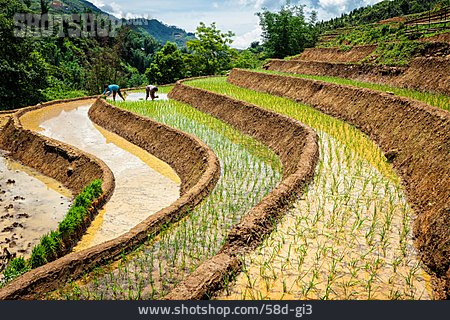 
                Landwirtschaft, Reisfeld, Reisanbau                   