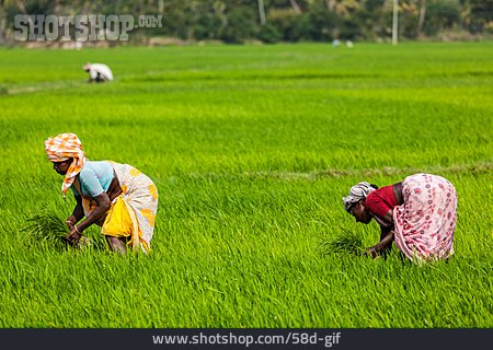
                Reis, Ernte, Indien, Reisfelder                   