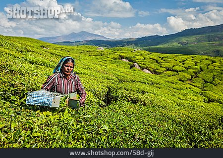 
                Teeplantage, Ernten, Inderin                   