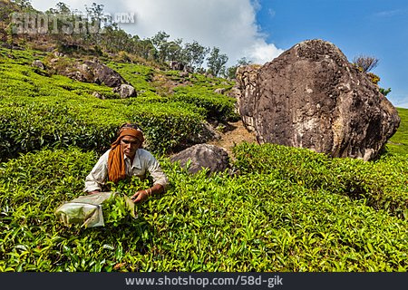 
                Tee, Teeplantage, Ernten                   