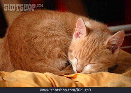 
                Katze, Schlafen, Hauskatze                   