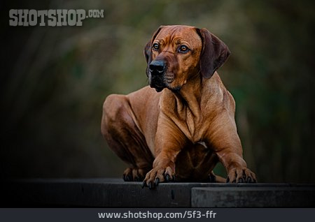 
                Hund, Rhodesian Ridgeback                   