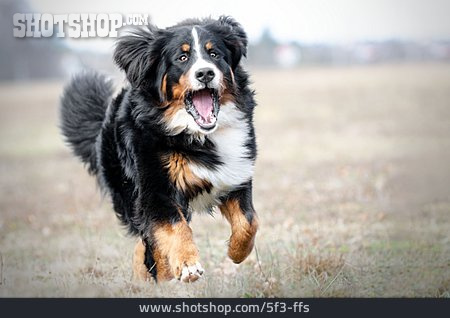 
                Laufen, Berner Sennenhund                   