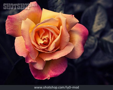
                Rose, Rose Petals                   